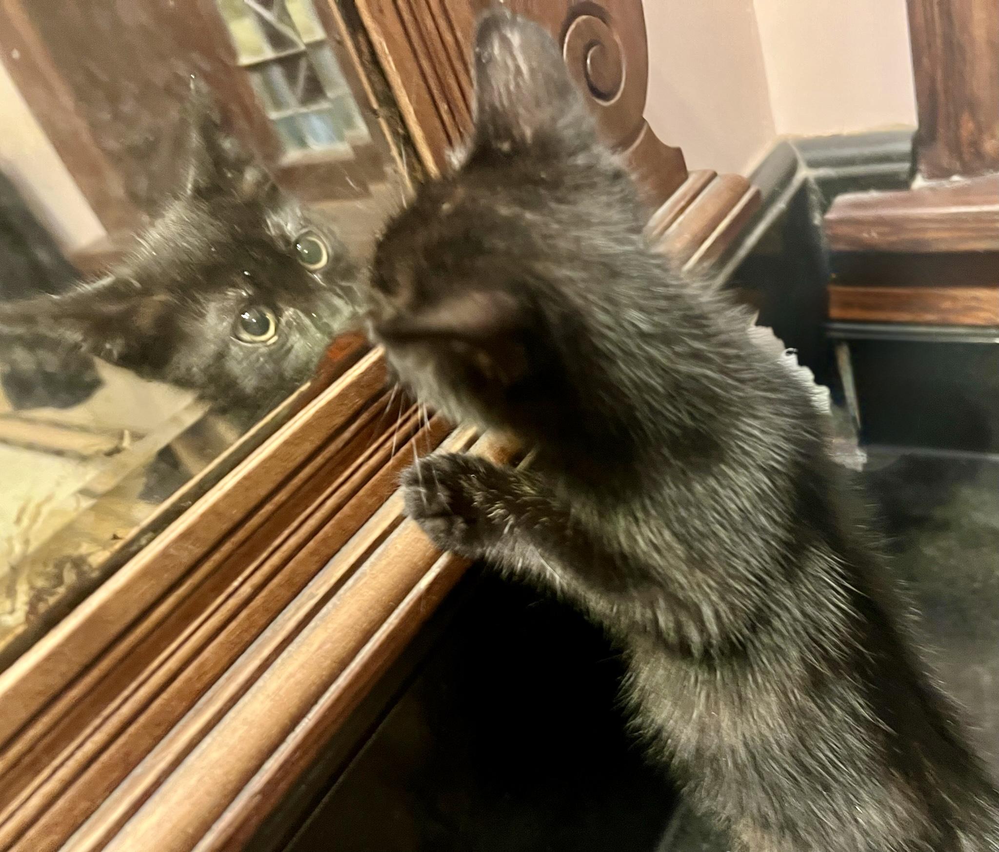 Squid (M), a Adopted American Shorthair in Los Angeles, CA image 2/6