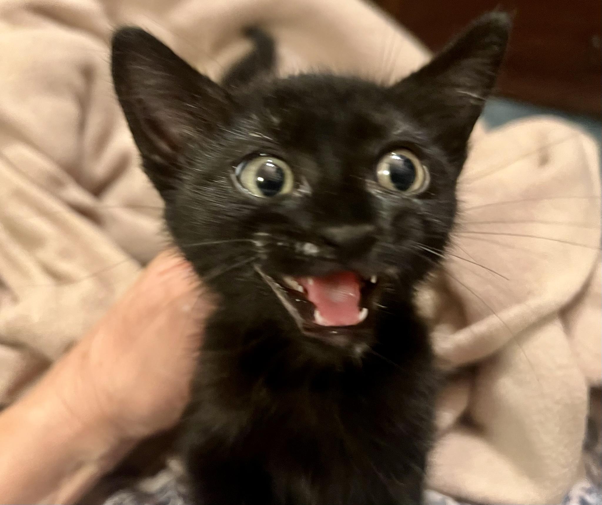 Squid (M), a Adopted American Shorthair in Los Angeles, CA image 3/6