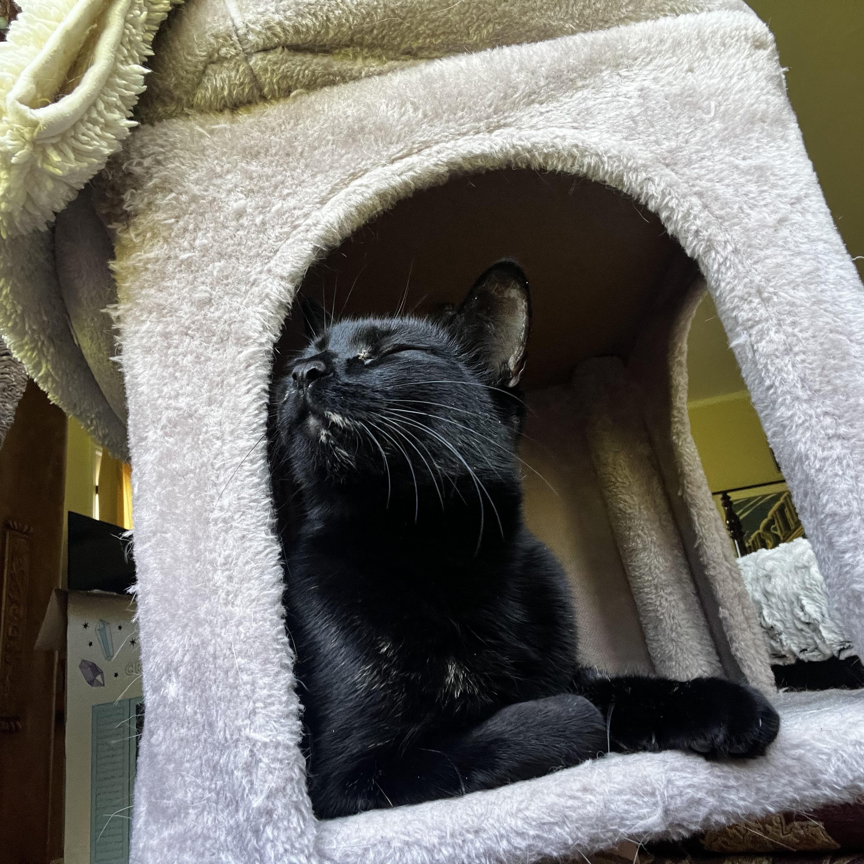 Enlarge Squid, an adoptable American Shorthair in Los Angeles, CA image 2/5