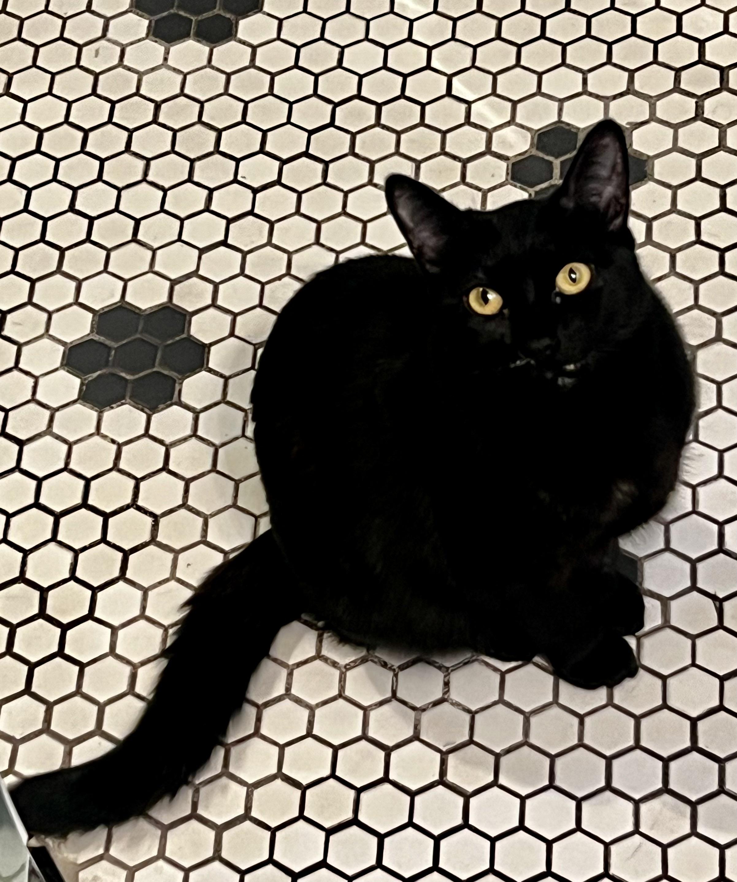 Squid, adoptable, Young Female American Shorthair.
