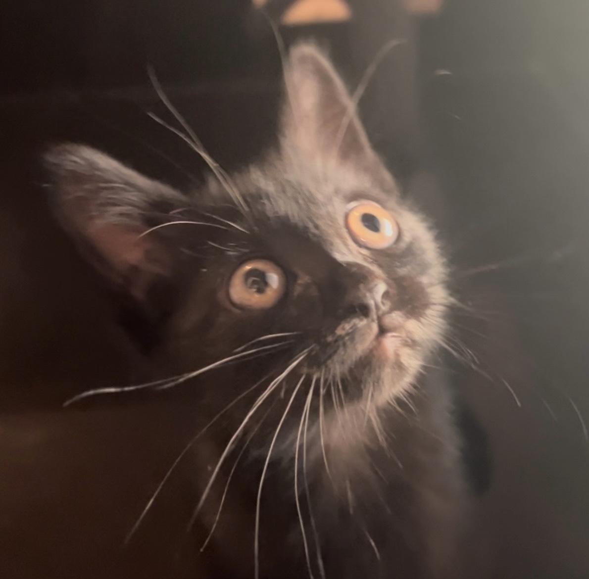 Squid (M), Adopted, Kitten Male American Shorthair.