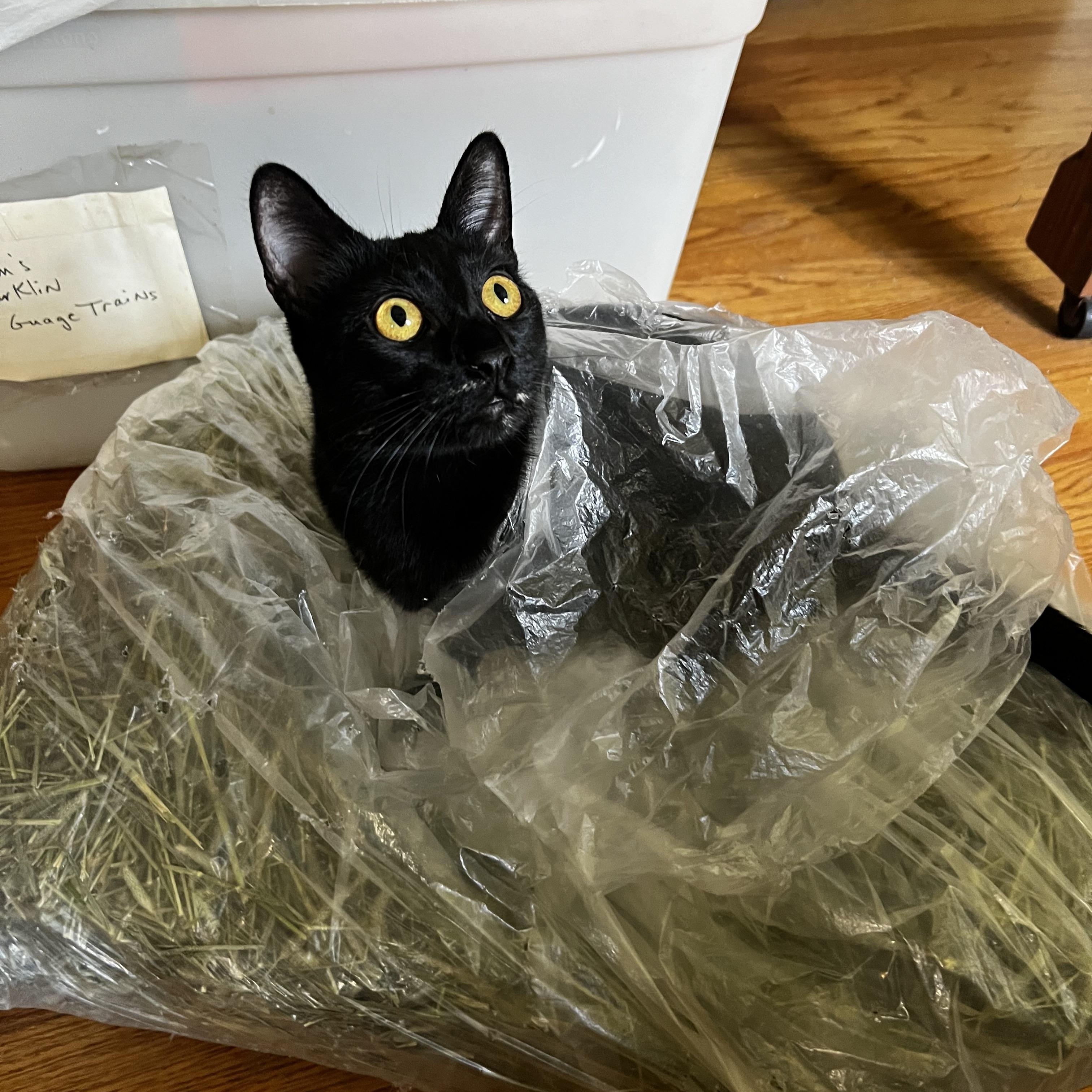 Enlarge Squid, an adoptable American Shorthair in Los Angeles, CA image 3/5