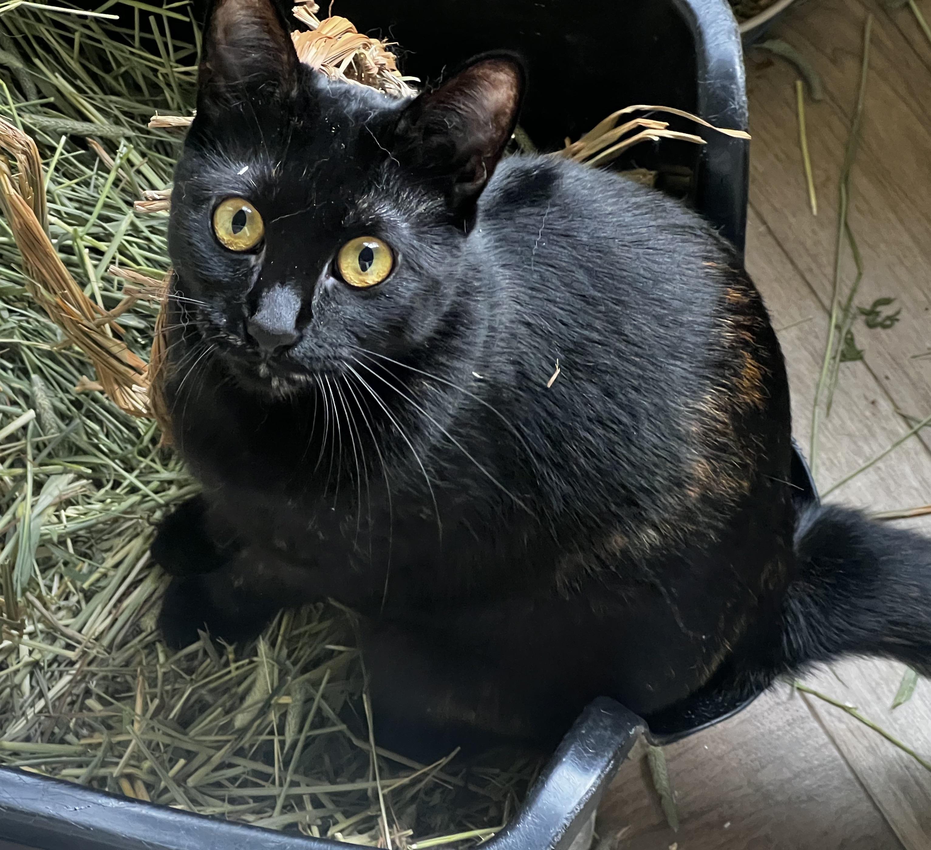 Enlarge Squid, an adoptable American Shorthair in Los Angeles, CA image 4/5