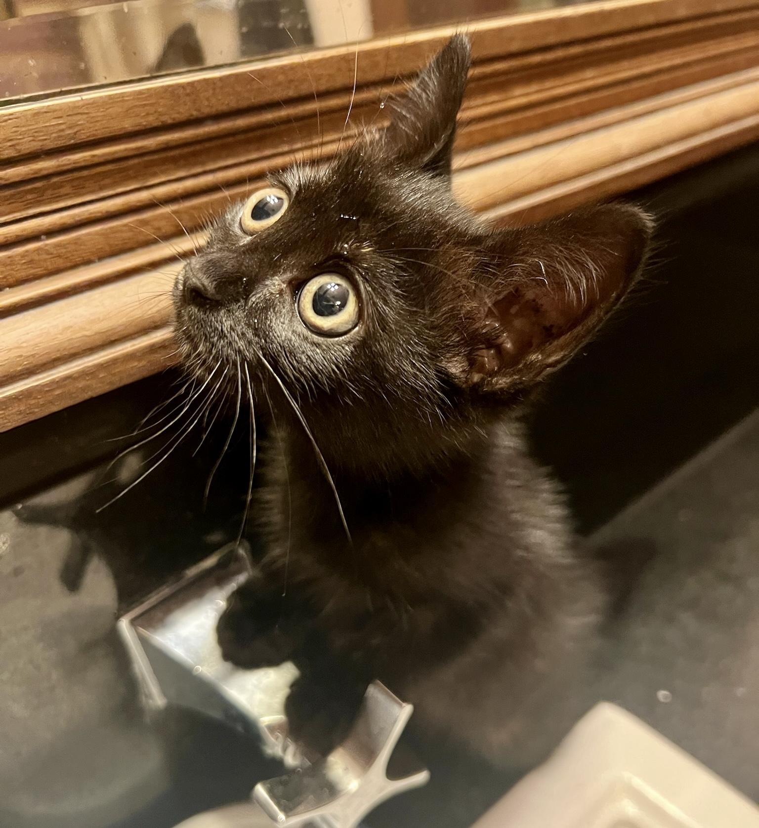 Squid (M), a Adopted American Shorthair in Los Angeles, CA image 4/6