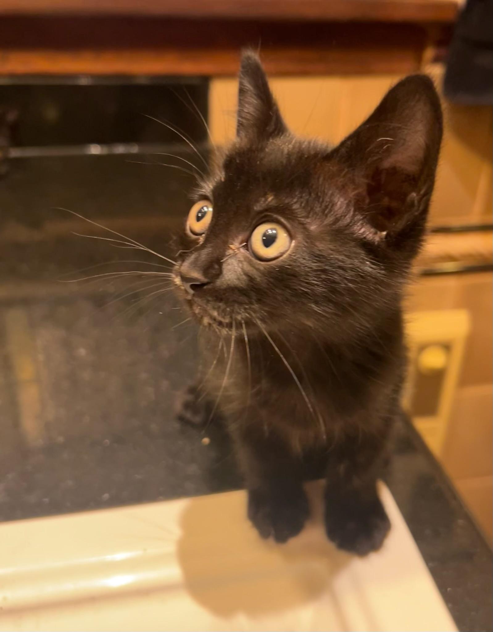 Squid (M), a Adopted American Shorthair in Los Angeles, CA image 5/6