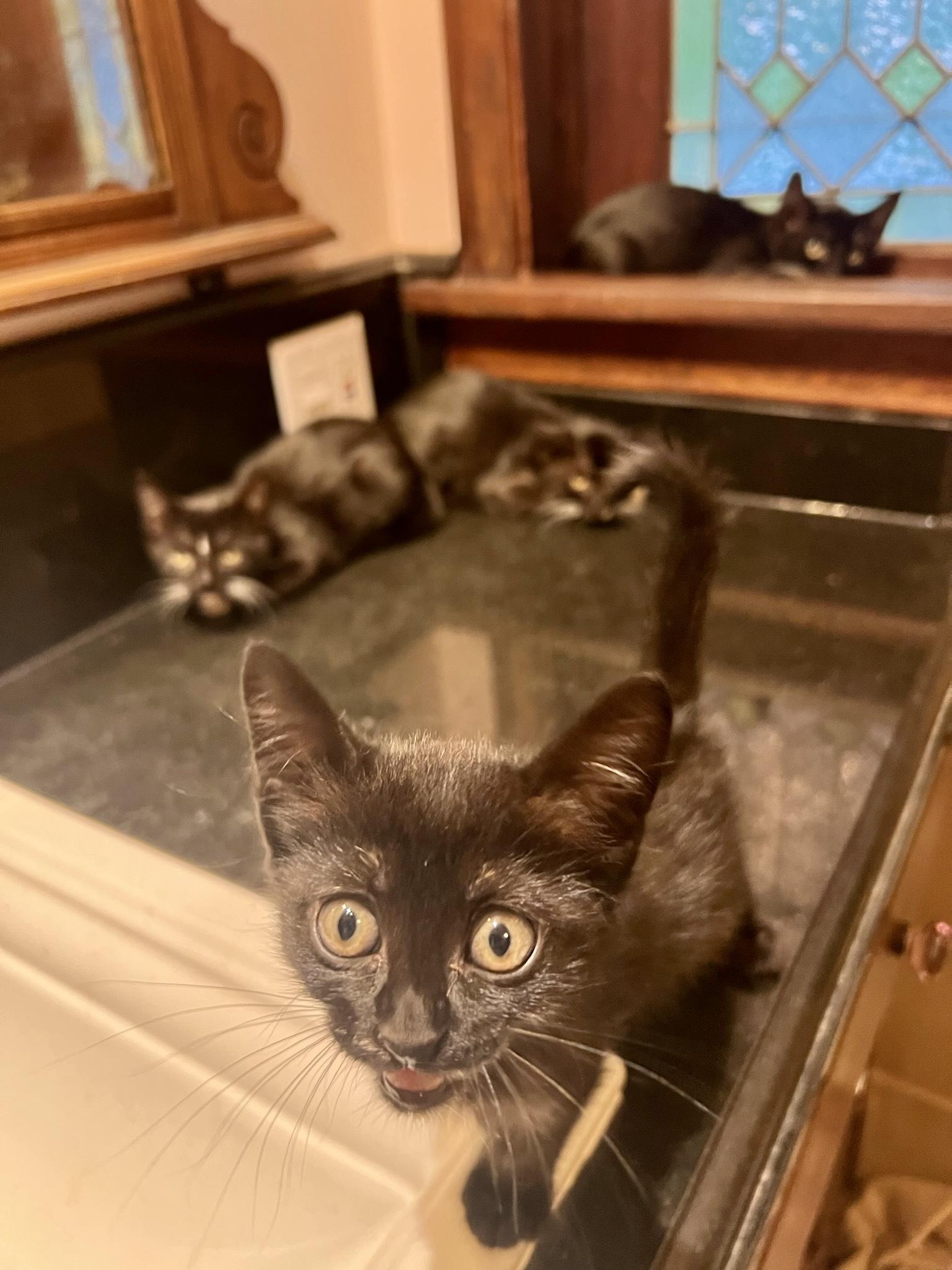 Squid (M), a Adopted American Shorthair in Los Angeles, CA image 6/6