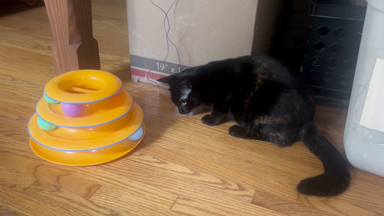 Enlarge Squid, an adoptable American Shorthair in Los Angeles, CA video 5/5