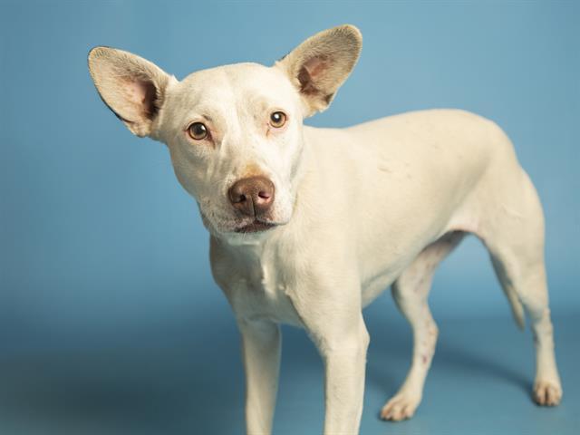 FOX, Adoptable, Young Female Chihuahua & Mixed Breed.