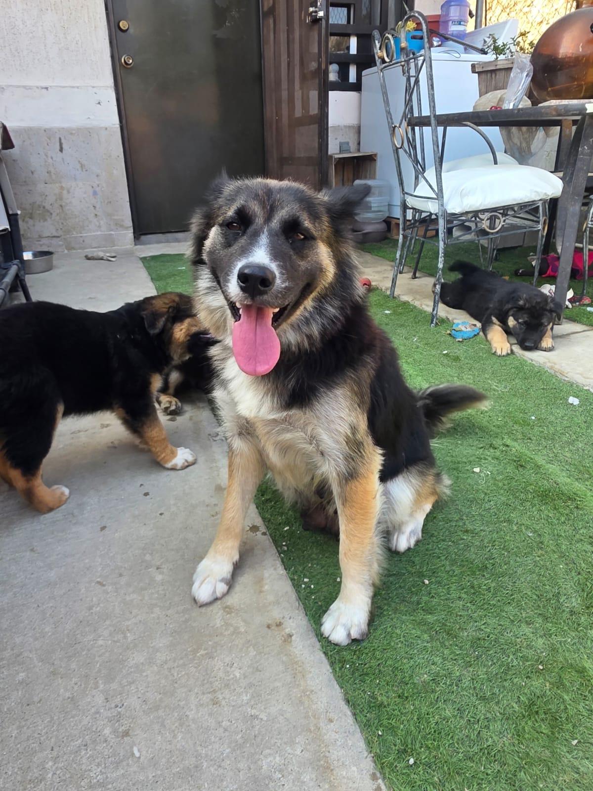 malenia, Adoptable, Adult Female German Shepherd Dog.
