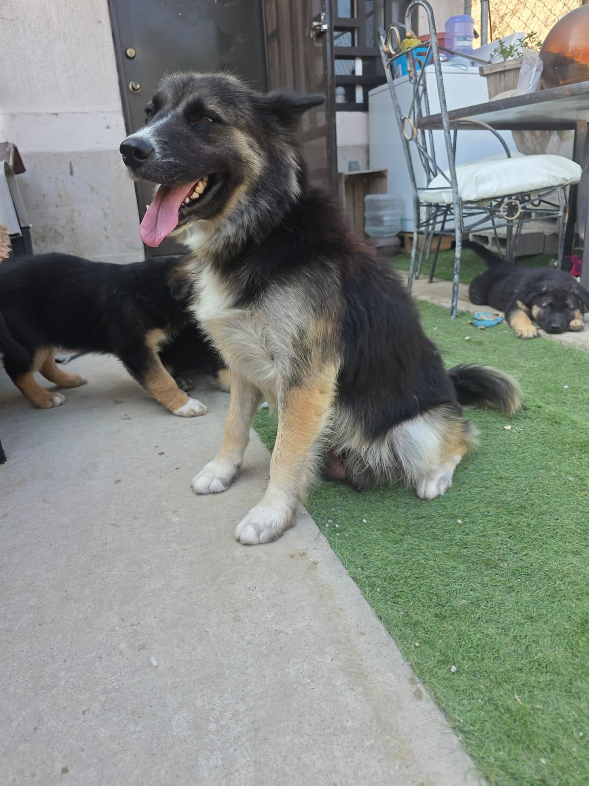 Enlarge malenia, a Adoptable mixed breed in Tijuana, BCN image 2/5