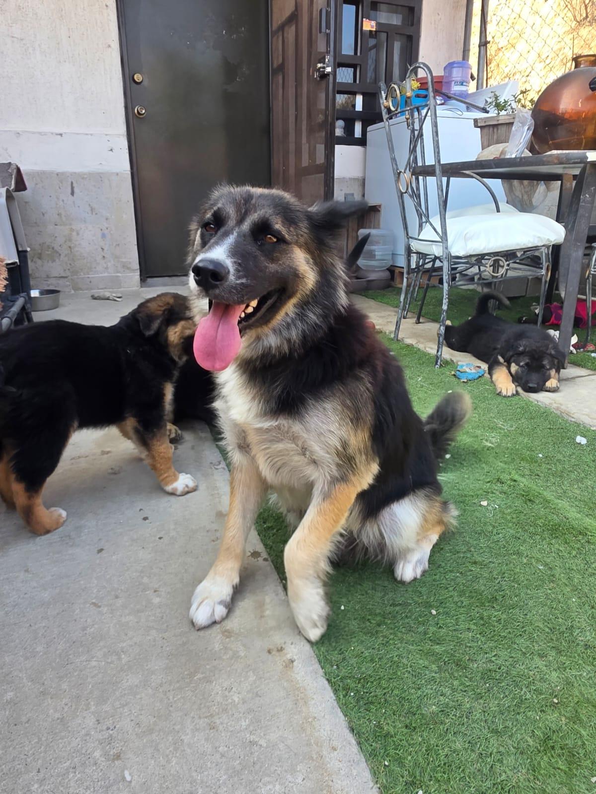Enlarge malenia, a Adoptable mixed breed in Tijuana, BCN image 3/5