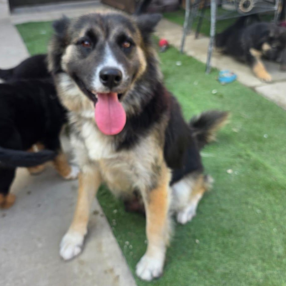 Enlarge malenia, a Adoptable mixed breed in Tijuana, BCN image 4/5