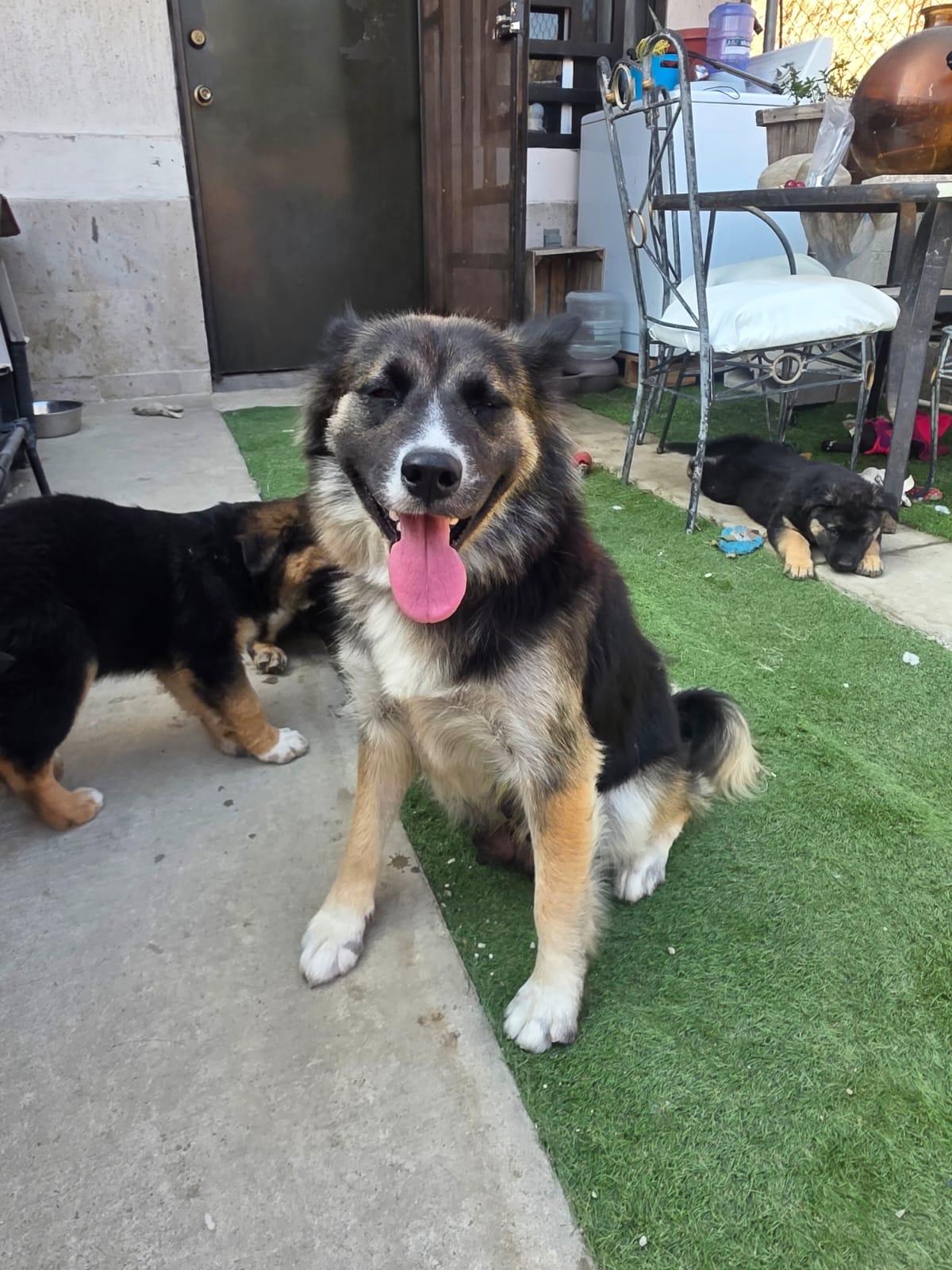 Enlarge malenia, a Adoptable mixed breed in Tijuana, BCN image 5/5
