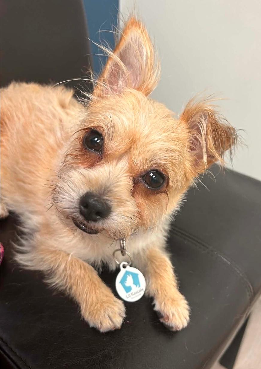 Lola, Adoptable, Adult Female Terrier.