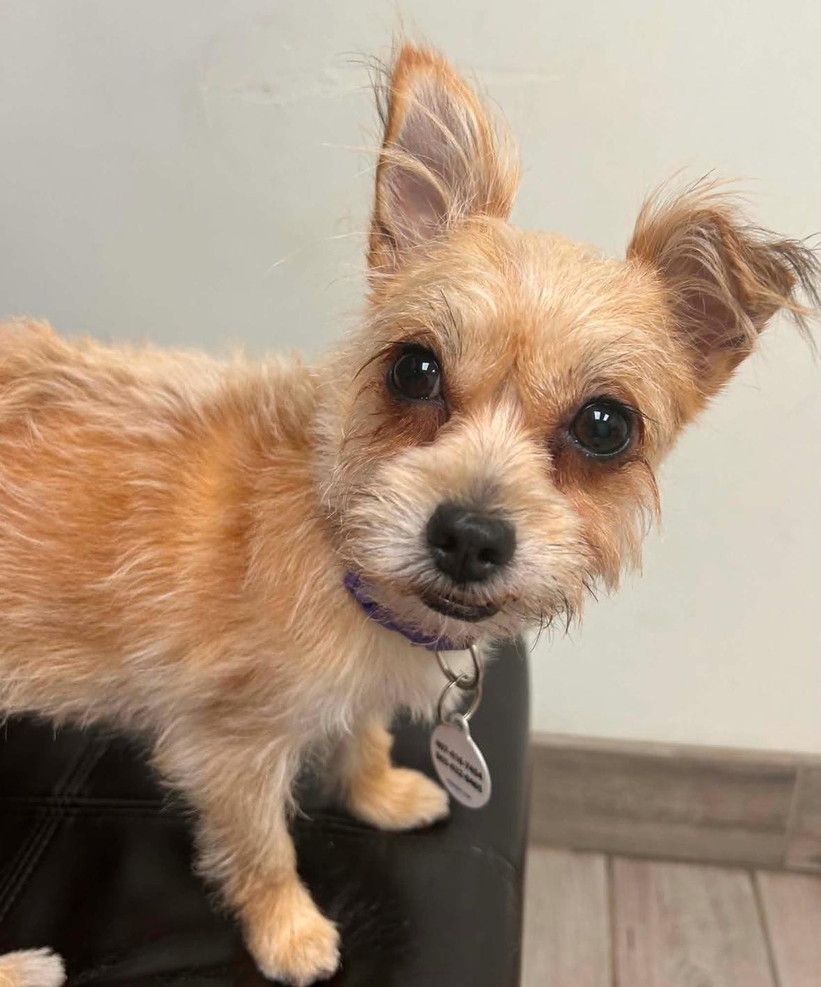 Enlarge Lola, a Adoptable Terrier in Osteen, FL image 2/3
