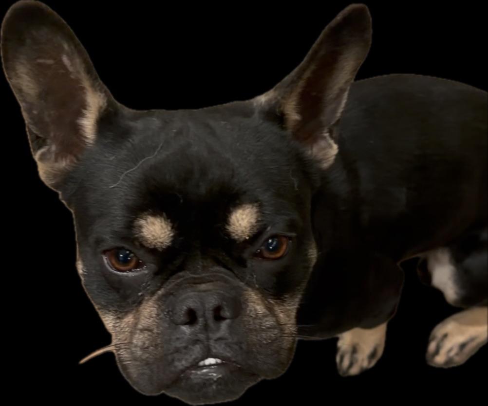 Enlarge Bert, a Adopted French Bulldog in Farmersville, TX image 1/1