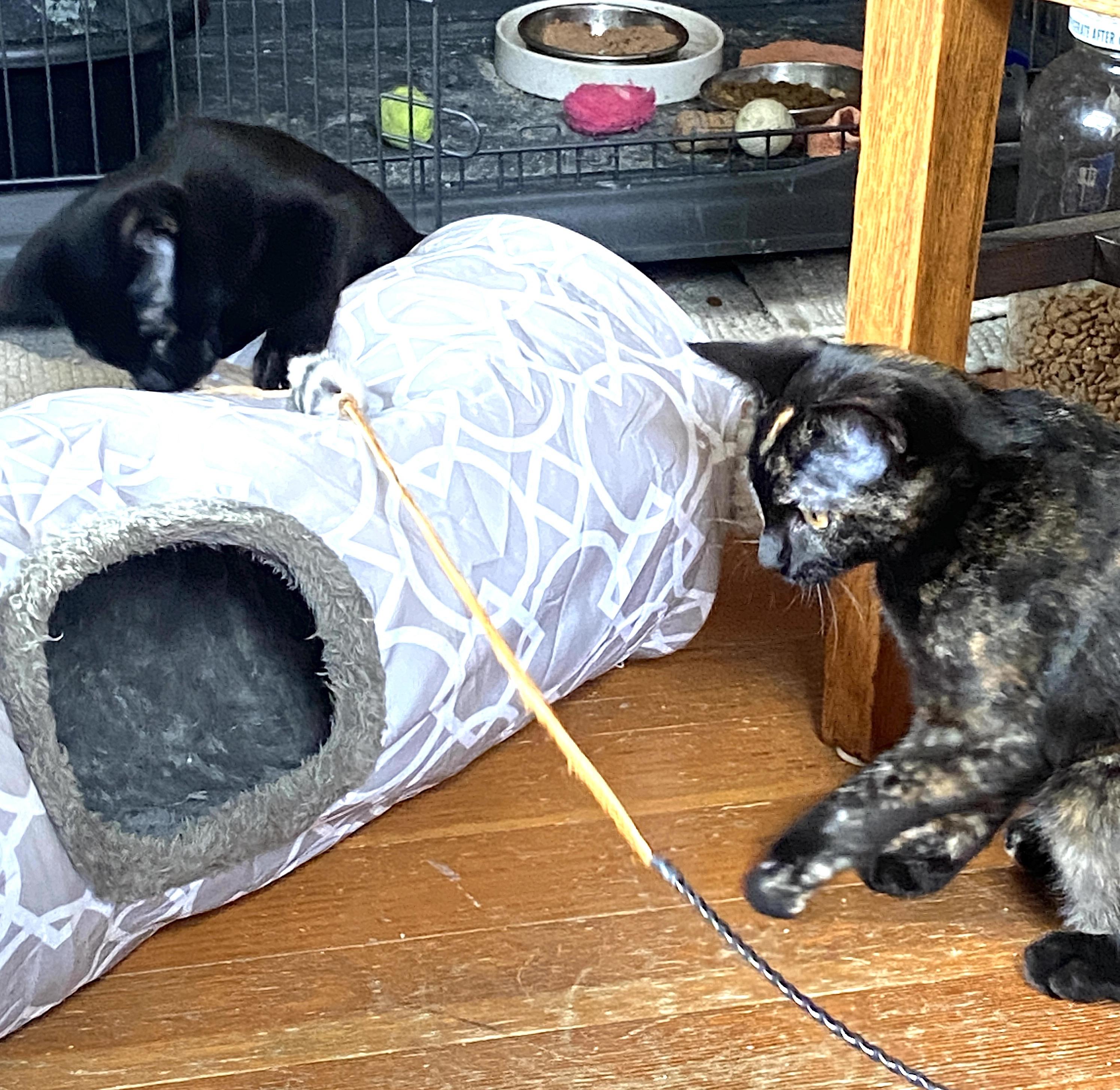 Enlarge Bat and Rook, a Adoptable Domestic Short Hair in Seattle, WA image 2/6