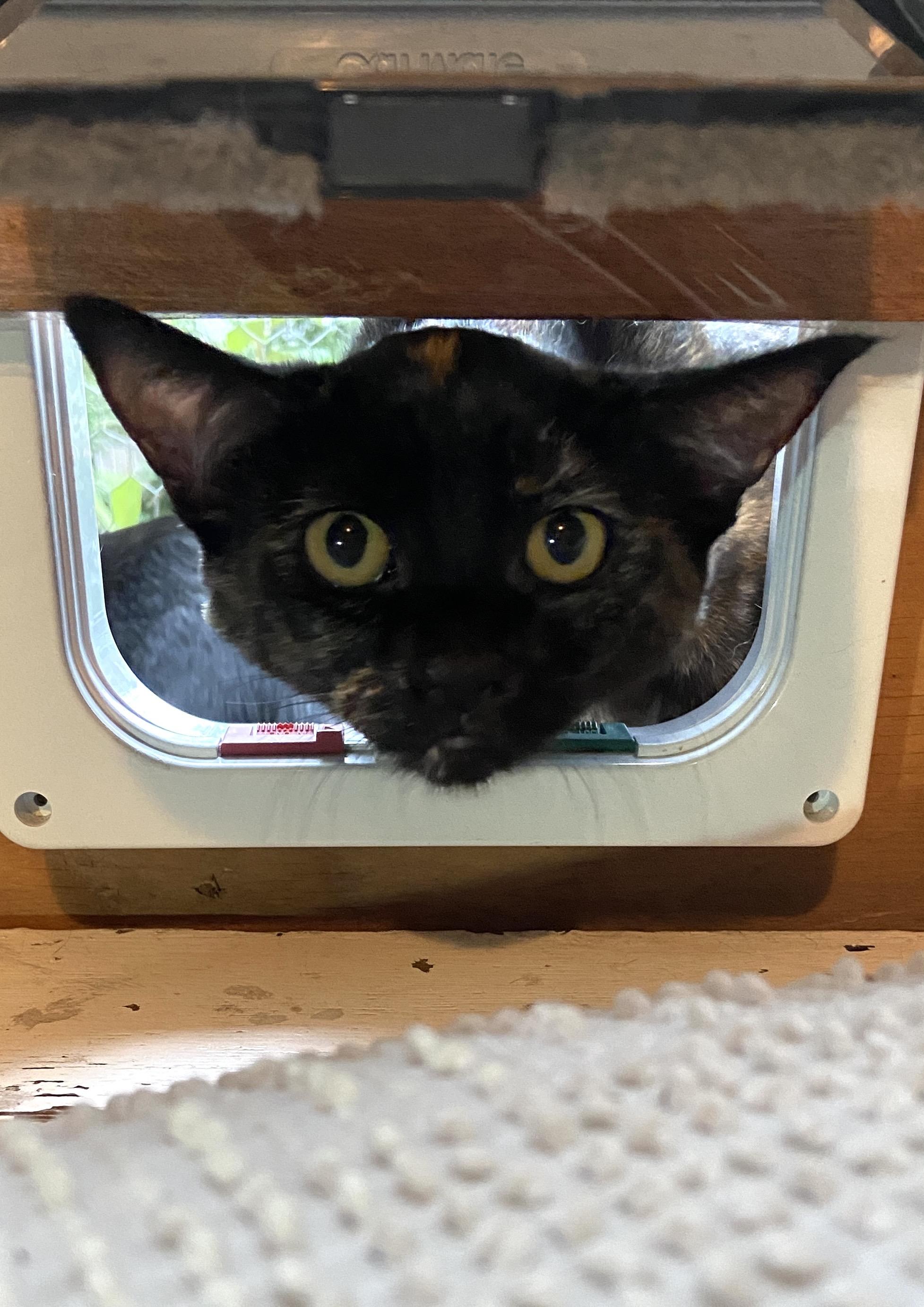 Enlarge Bat and Rook, a Adoptable Domestic Short Hair in Seattle, WA image 4/6