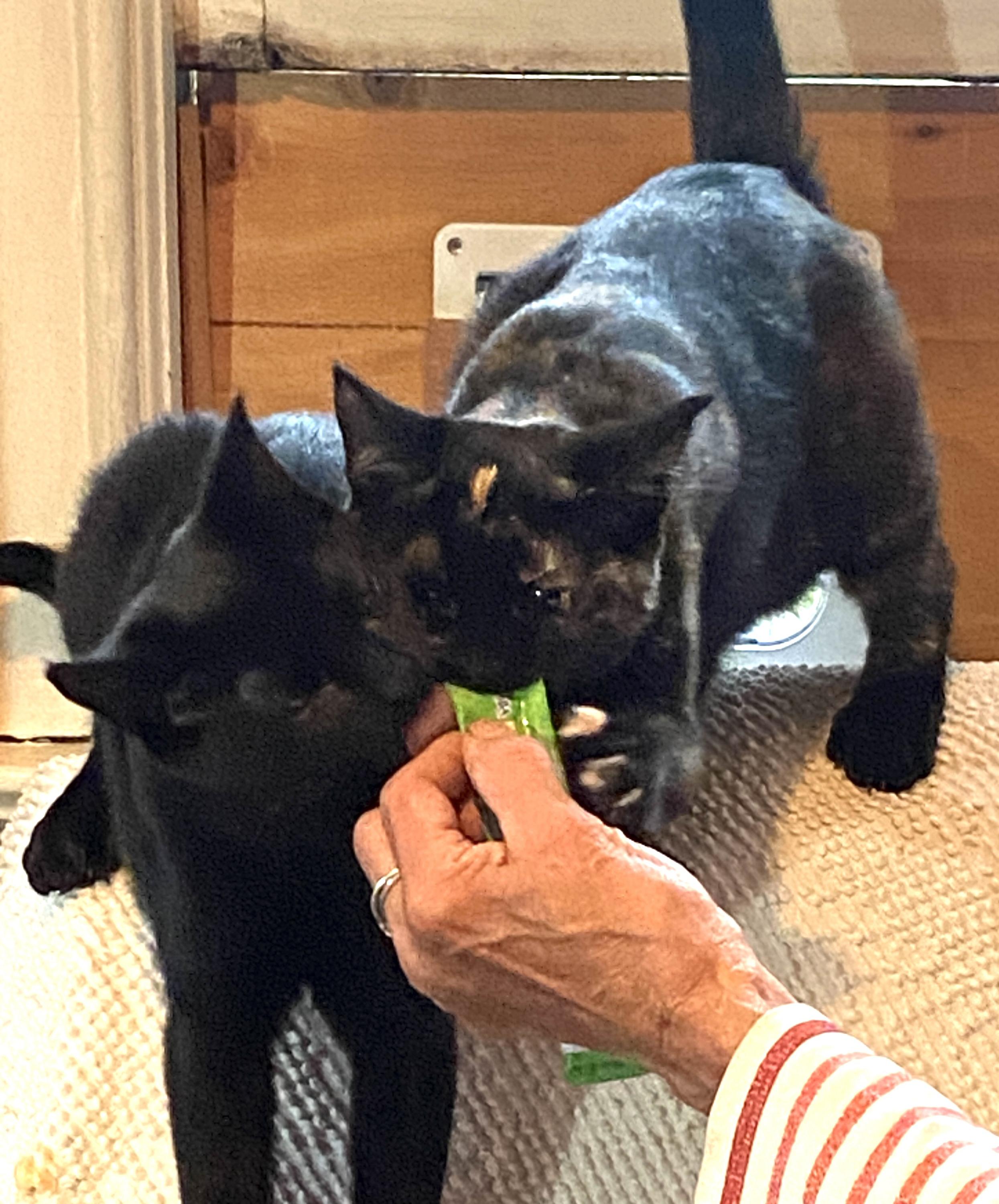 Enlarge Bat and Rook, a Adoptable Domestic Short Hair in Seattle, WA image 3/6