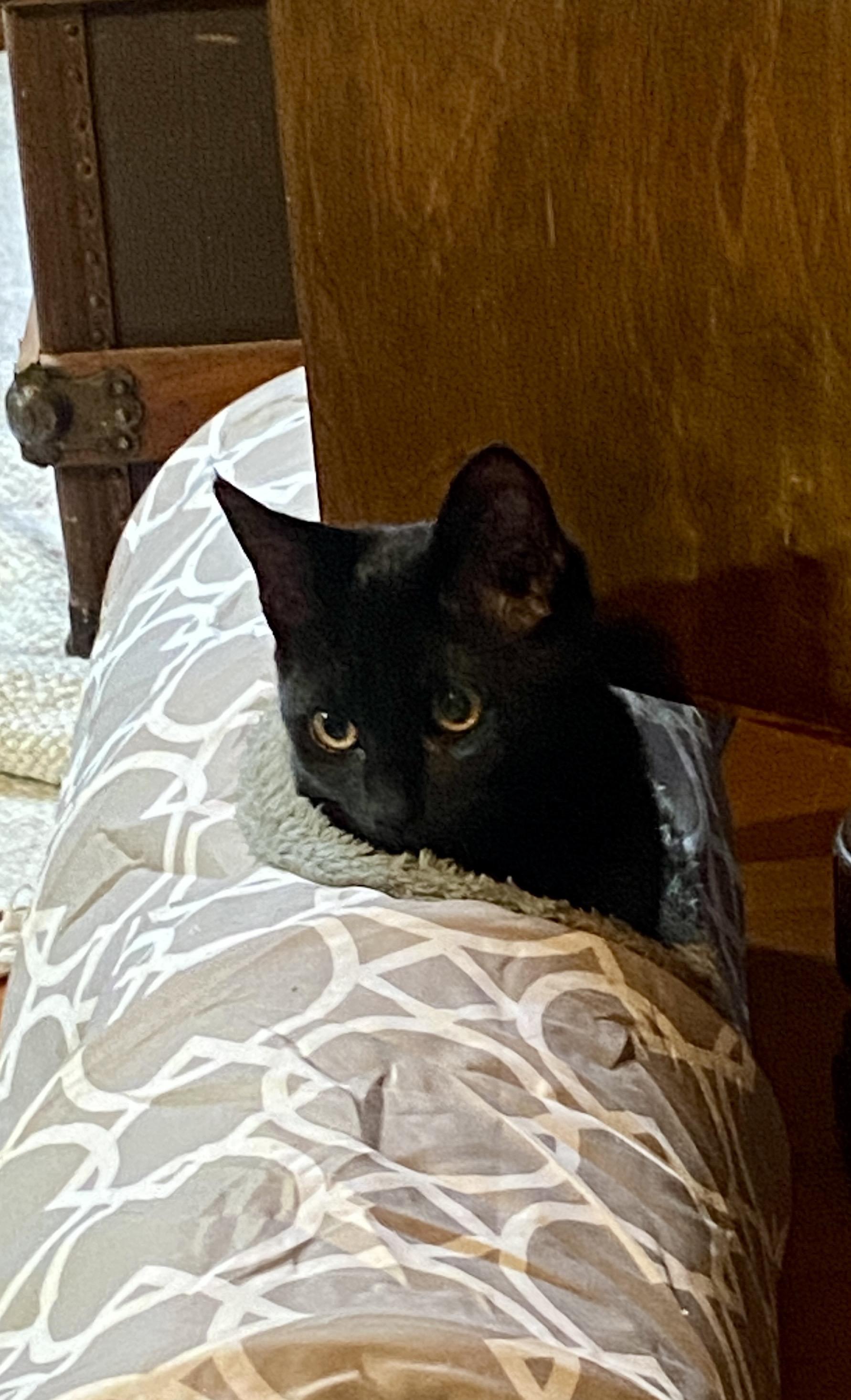 Enlarge Bat and Rook, a Adoptable Domestic Short Hair in Seattle, WA image 6/6