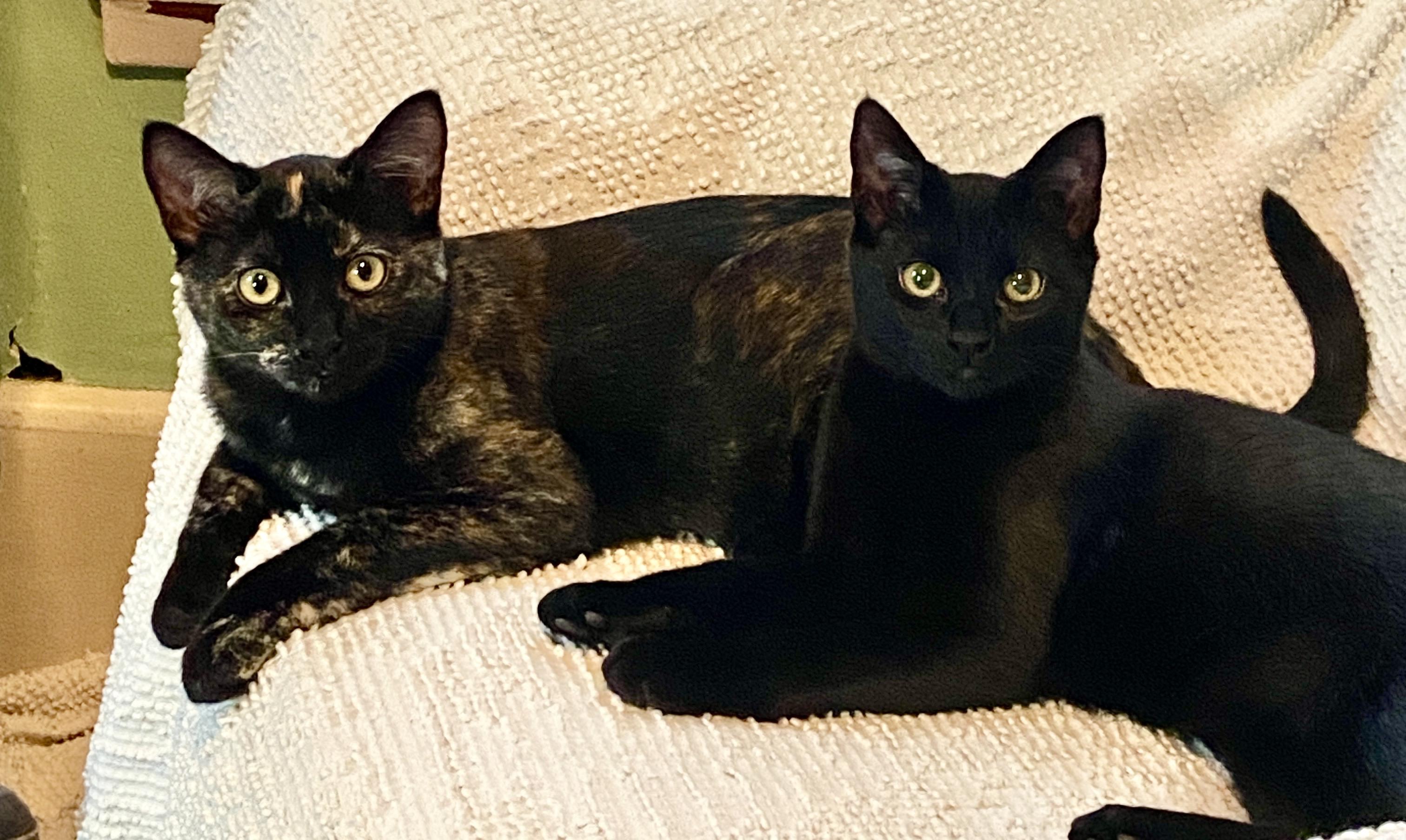 Bat and Rook, Adoptable, Kitten Female Domestic Short Hair.