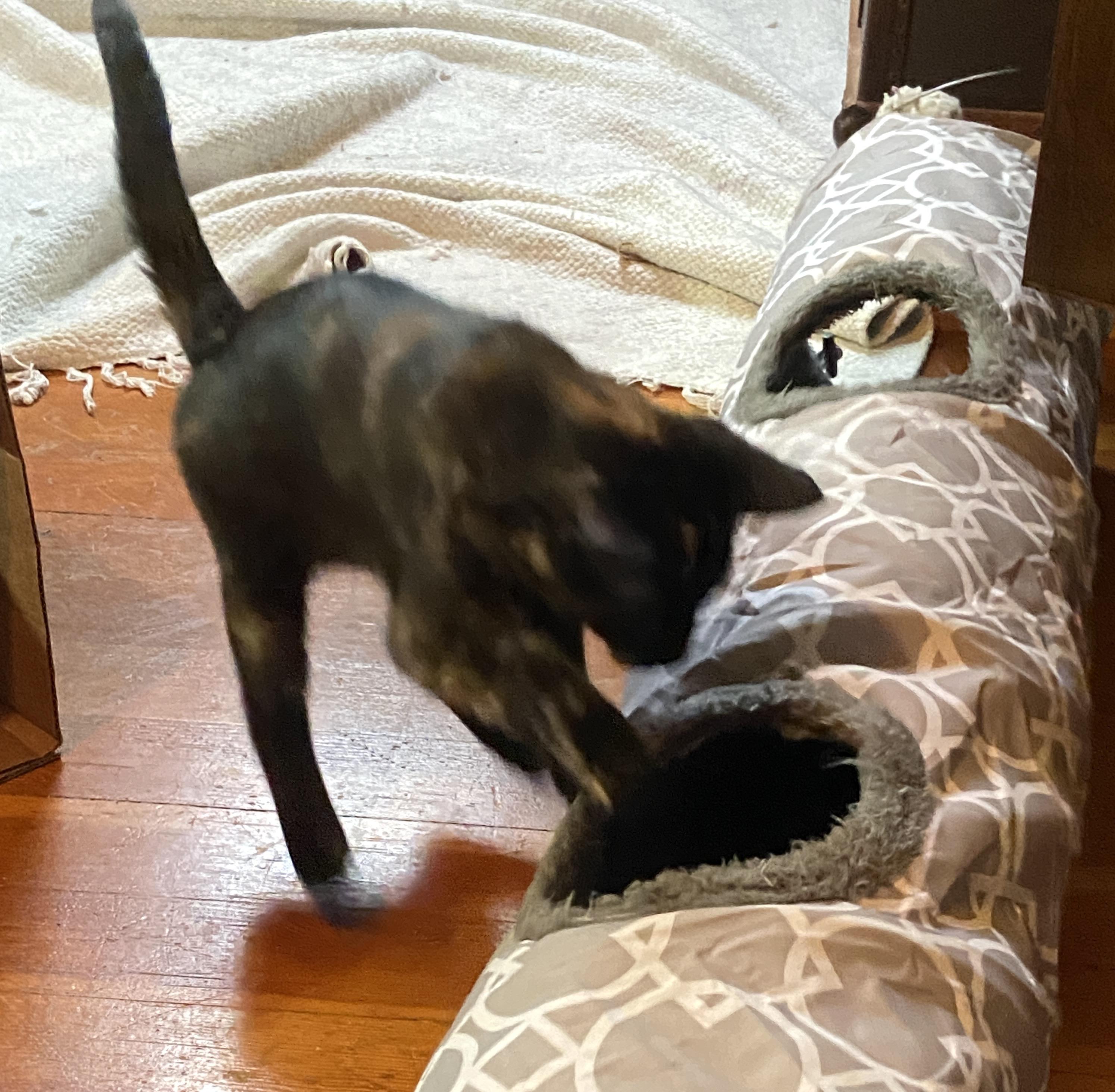 Enlarge Bat and Rook, a Adoptable Domestic Short Hair in Seattle, WA image 5/6
