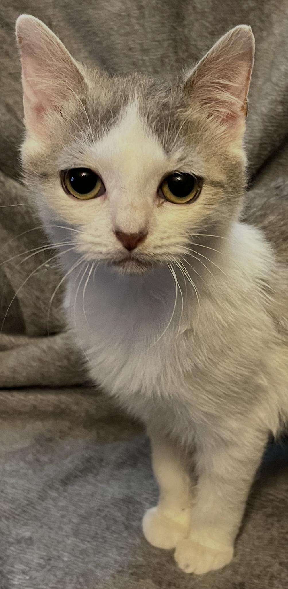 Enlarge Errol, a Adoptable Domestic Short Hair in Connelly Springs, NC image 1/4