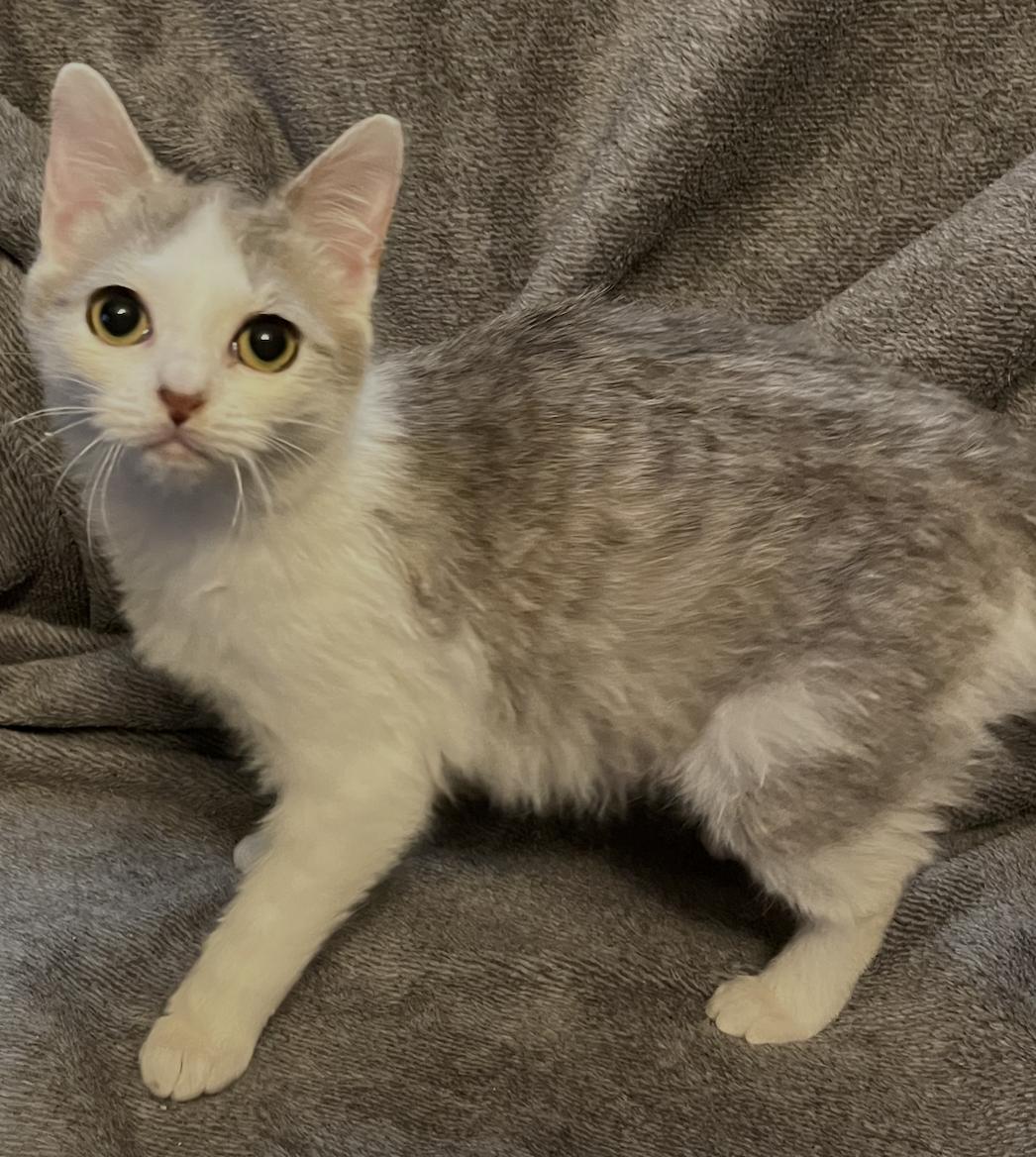 Enlarge Errol, a Adoptable Domestic Short Hair in Connelly Springs, NC image 2/4