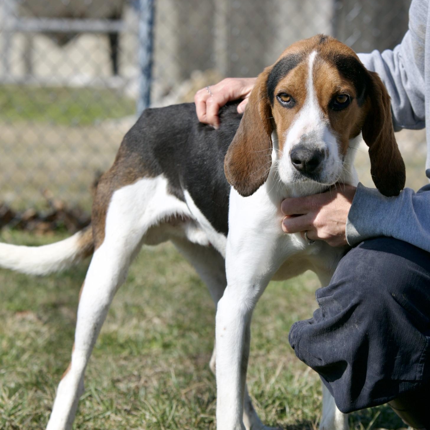 Trapper, ADOPTABLE, Adult Male Treeing Walker Coonhound & Plott Hound.