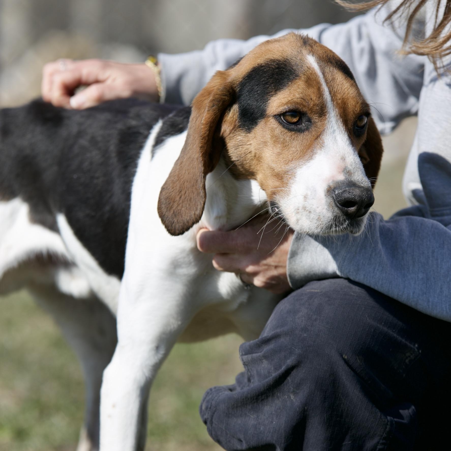 Enlarge Trapper, a ADOPTABLE mixed breed in Mount Sterling, KY image 2/2