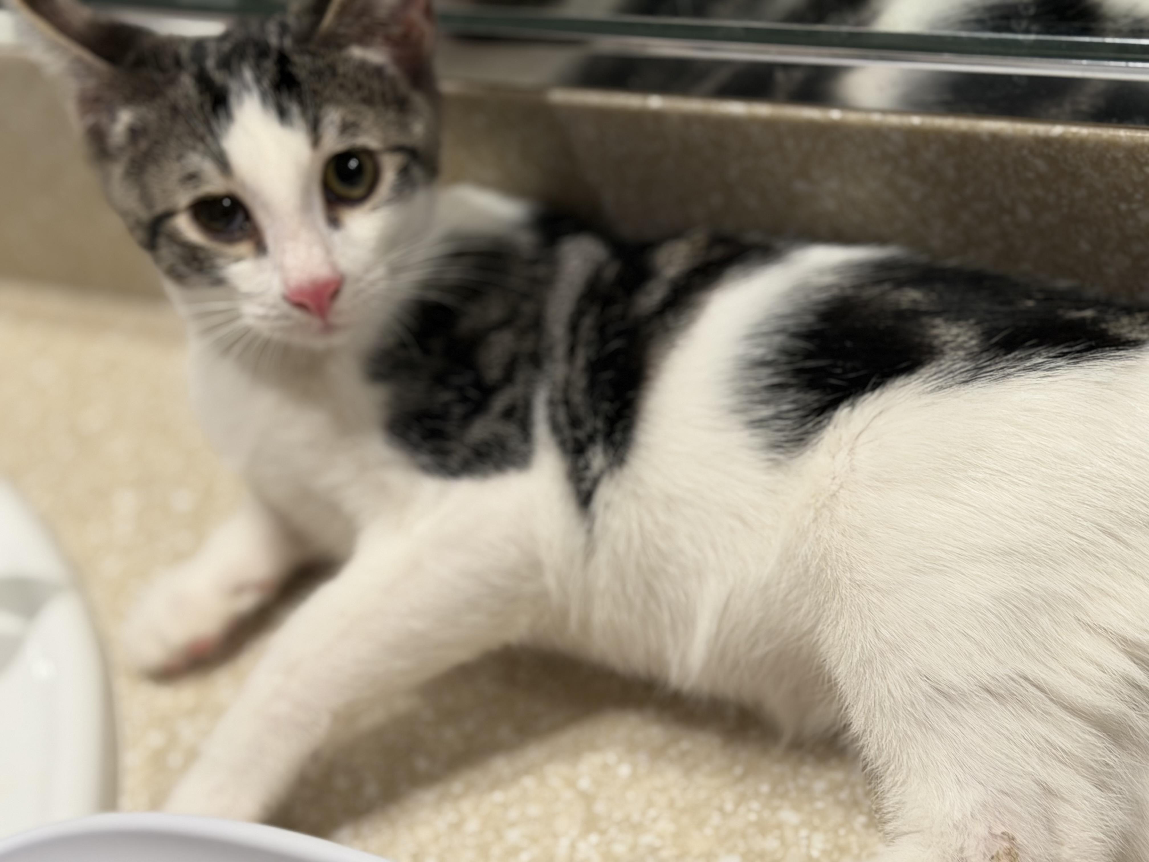 Leelo, ADOPTABLE, Kitten Female Domestic Short Hair.