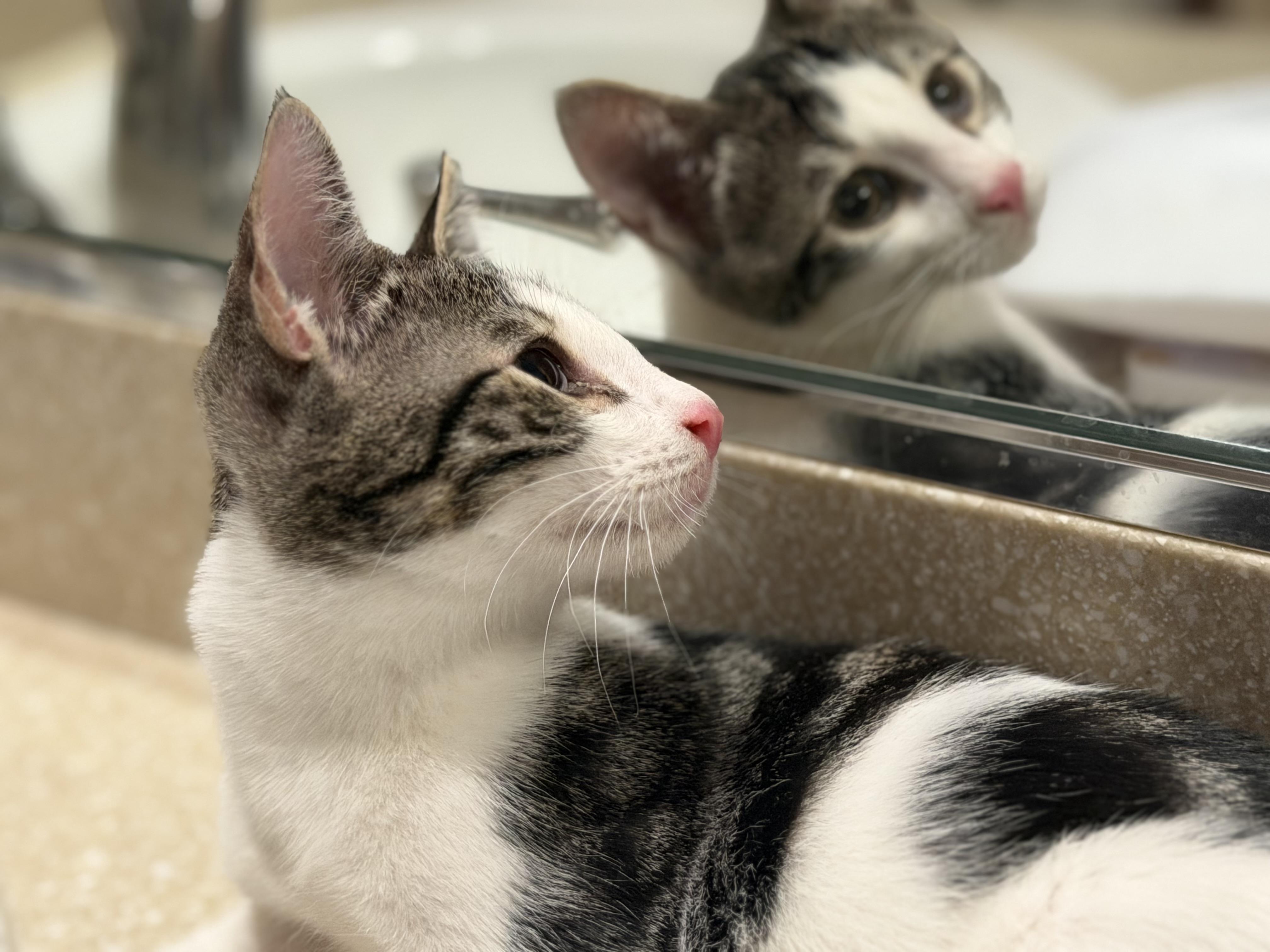 Leelo, a ADOPTABLE Domestic Short Hair in Oceanside, CA image 2/2