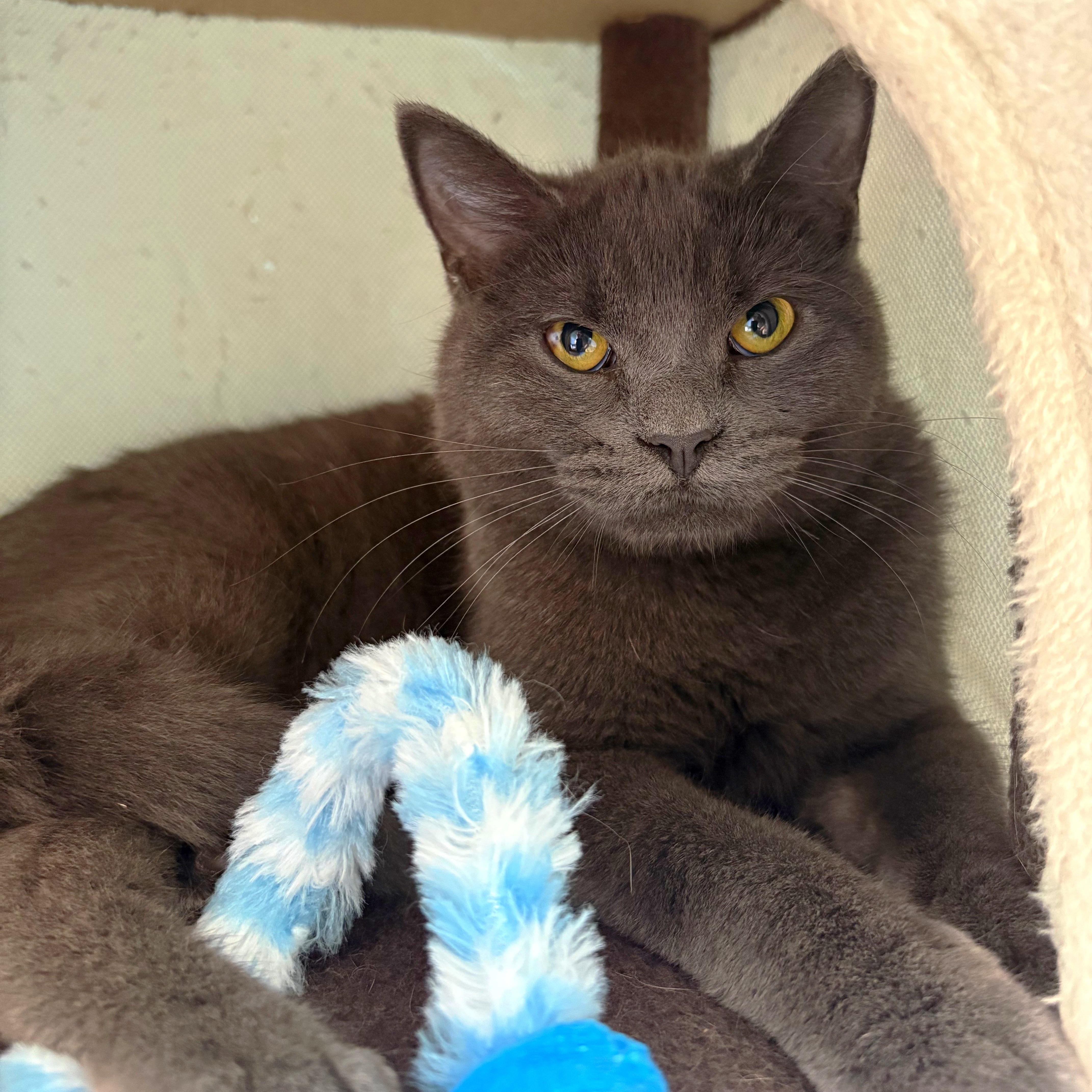 William, Adoptable, Young Male Russian Blue.