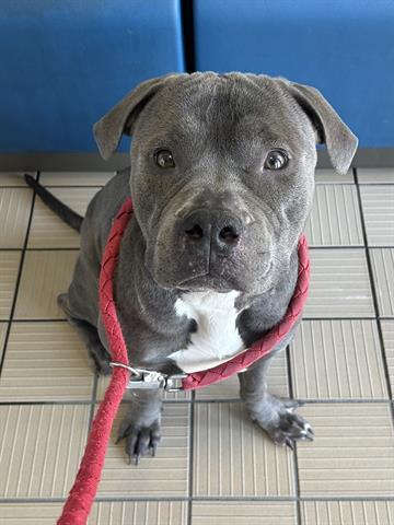 CRACKLIN, Adoptable, Young Male Pit Bull Terrier & Mixed Breed.