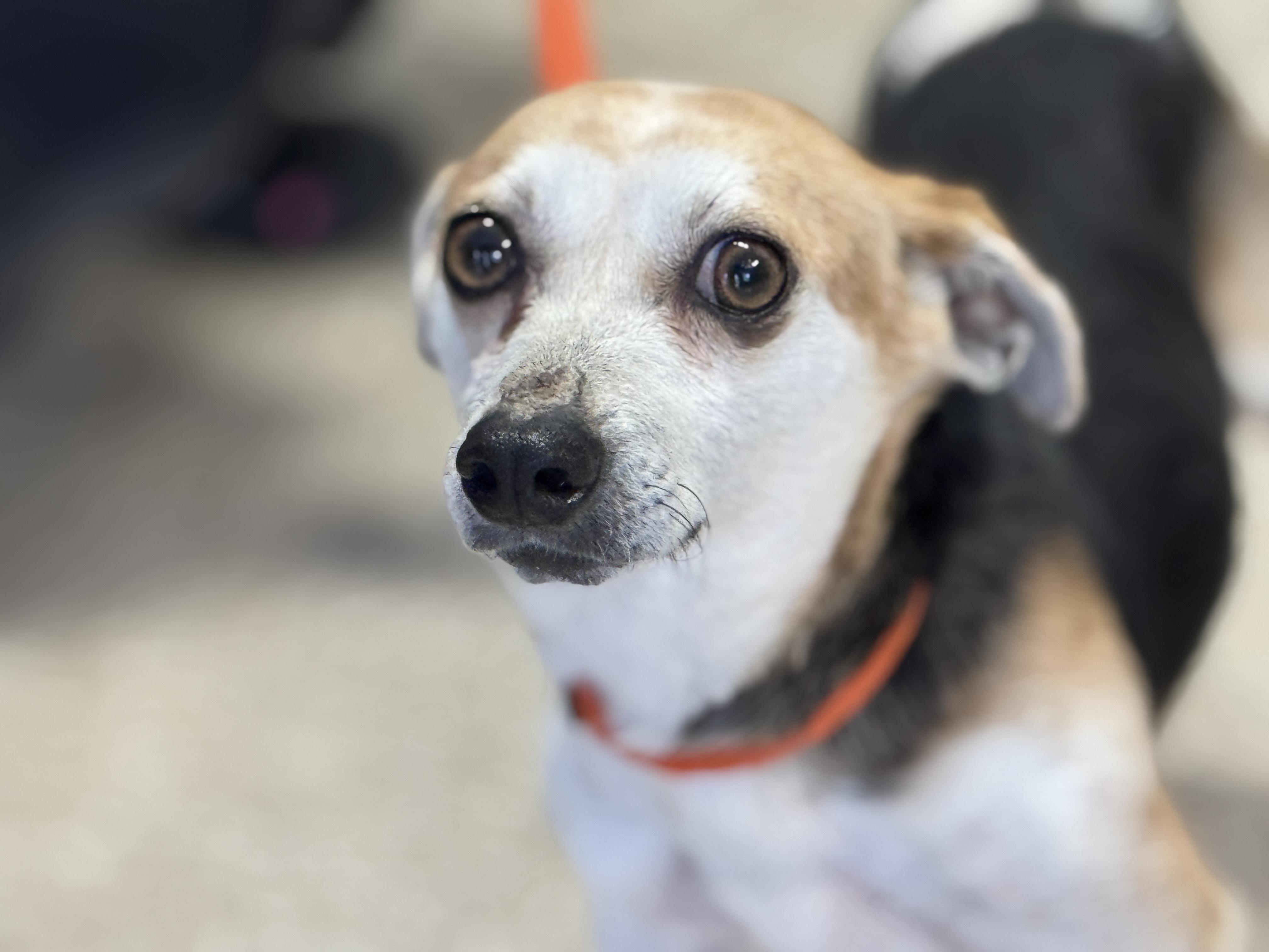 Agnes, ADOPTABLE, Young Female Dachshund & Terrier.