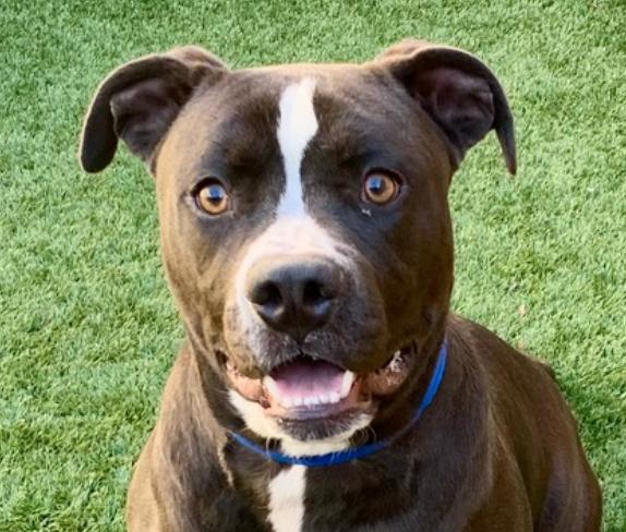 Enlarge TAURUS NEEDS A FOSTER HOME IMMEDIATELY! Sweet & dog friendly , a ADOPTABLE Pit Bull Terrier in Newport Beach , CA image 1/5