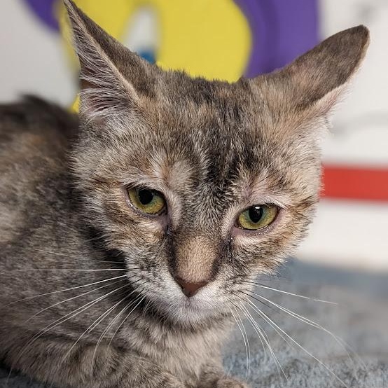Enlarge Fruity Pebbles, a Adoptable Dilute Tortoiseshell in Knox, PA image 2/3