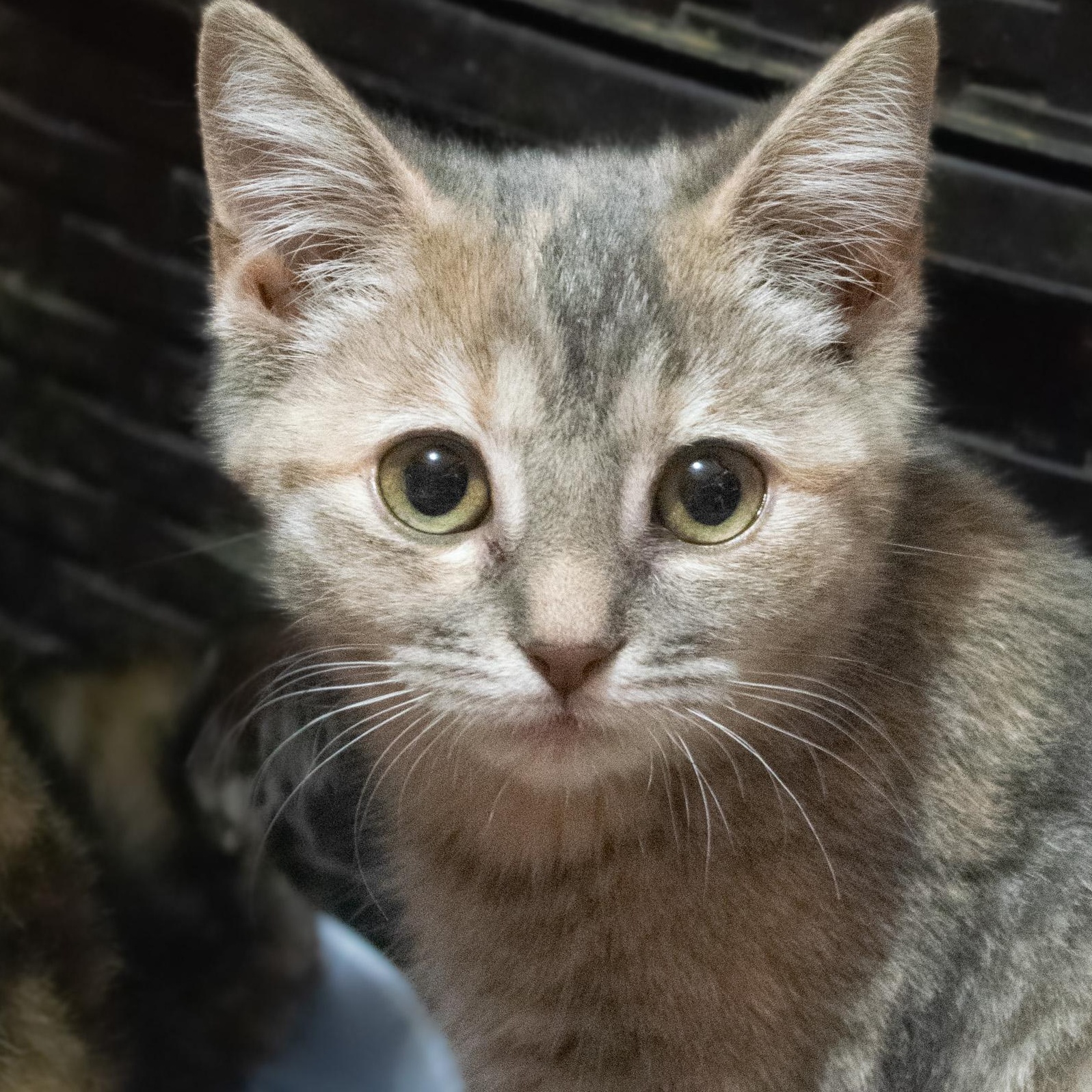 Enlarge Fruity Pebbles, a Adoptable Dilute Tortoiseshell in Knox, PA image 1/3