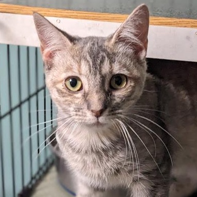 Enlarge Fruity Pebbles, an adoptable Dilute Tortoiseshell in Shippenville, PA image 1/5