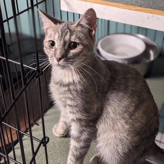 Enlarge Fruity Pebbles, an adoptable Dilute Tortoiseshell in Shippenville, PA image 2/5