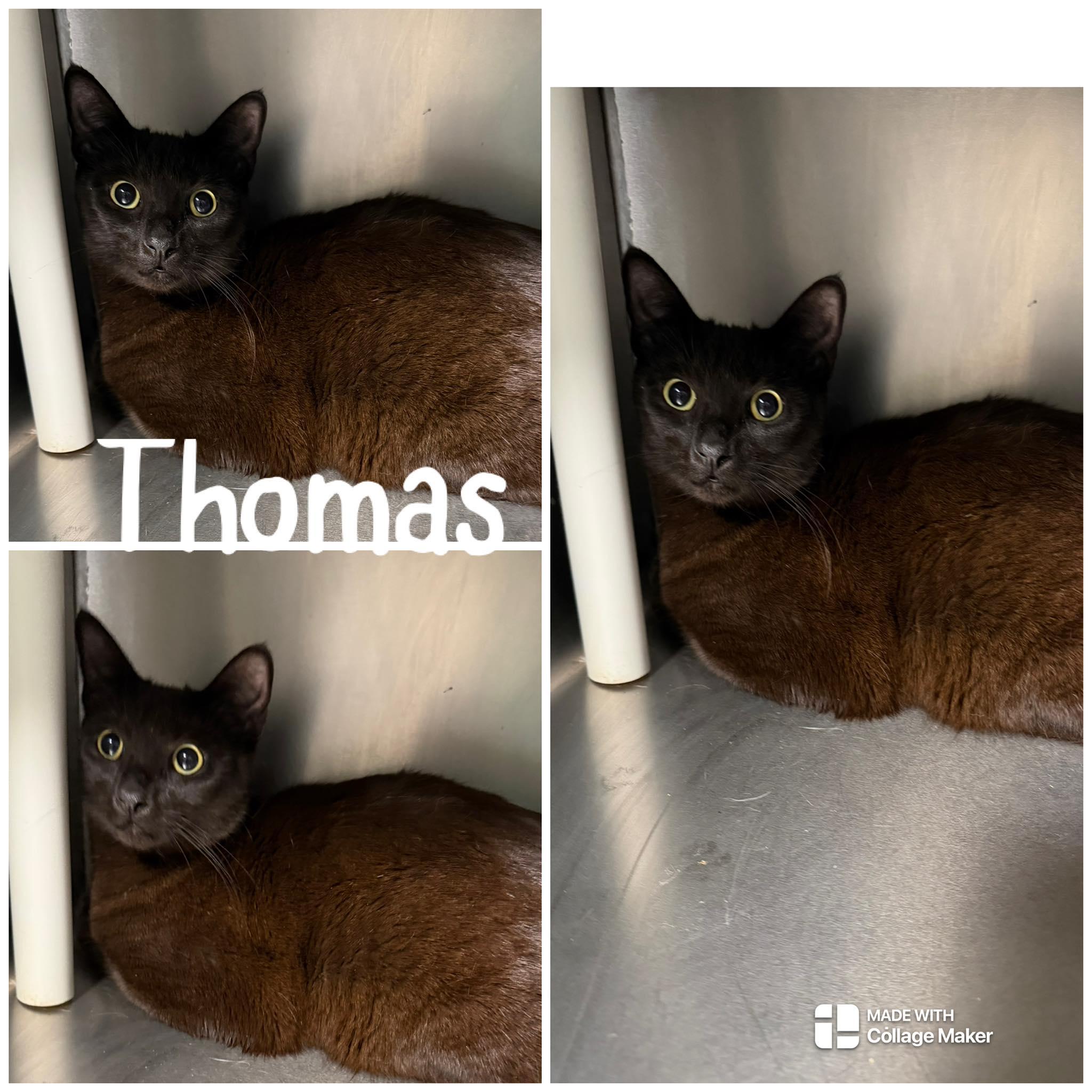 Enlarge Thomas, an adopted Domestic Short Hair in Saint James, MO image 1/1