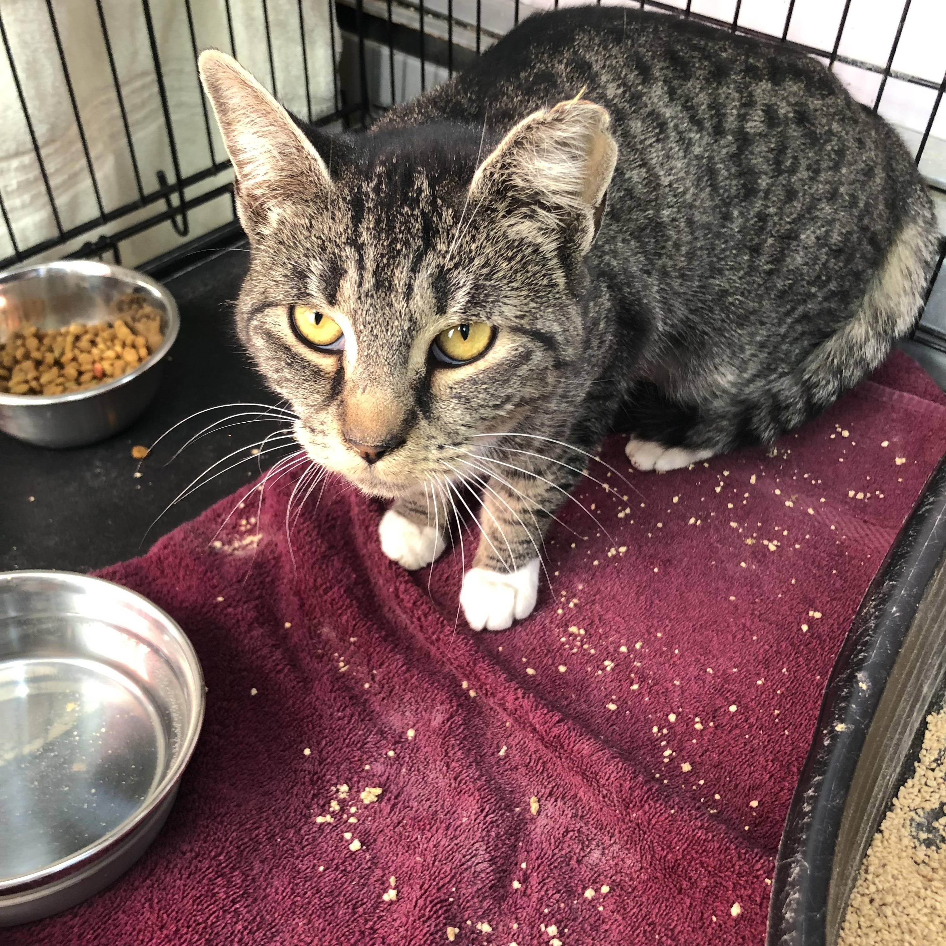 Teacher's Pet, a Adoptable Domestic Short Hair in Salisbury, MA image 3/5