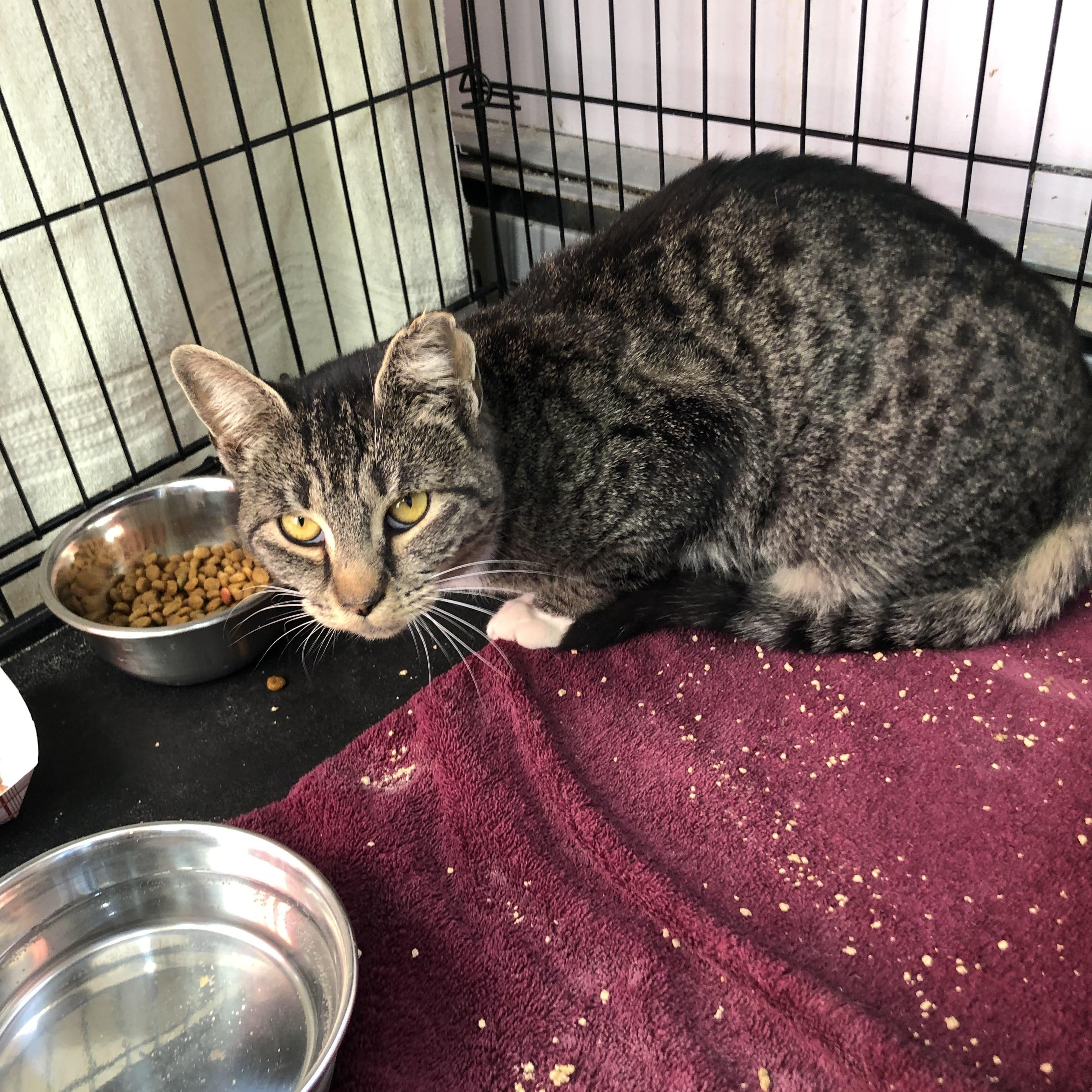 Teacher's Pet, a Adoptable Domestic Short Hair in Salisbury, MA image 2/5