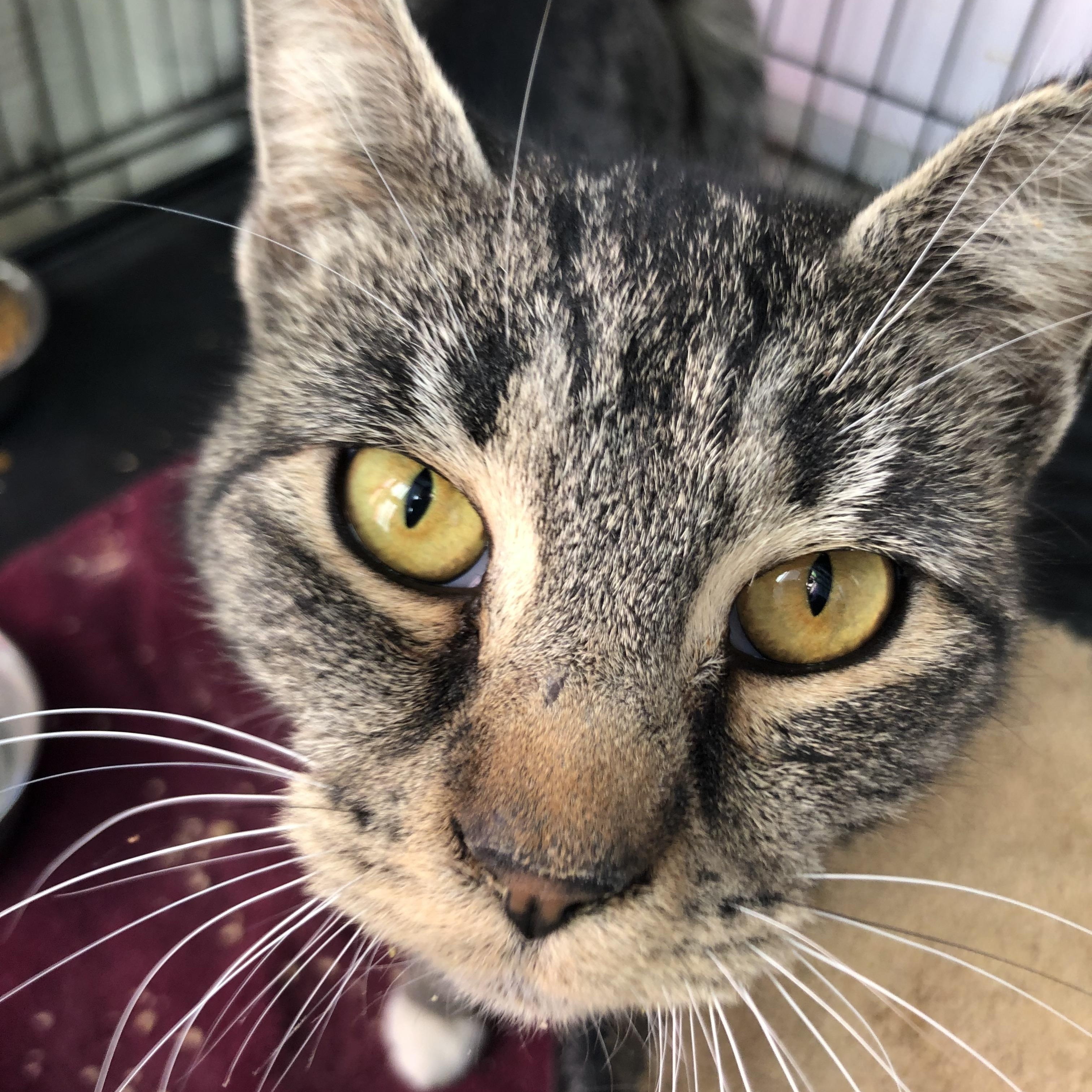Teacher's Pet, a Adoptable Domestic Short Hair in Salisbury, MA image 1/5