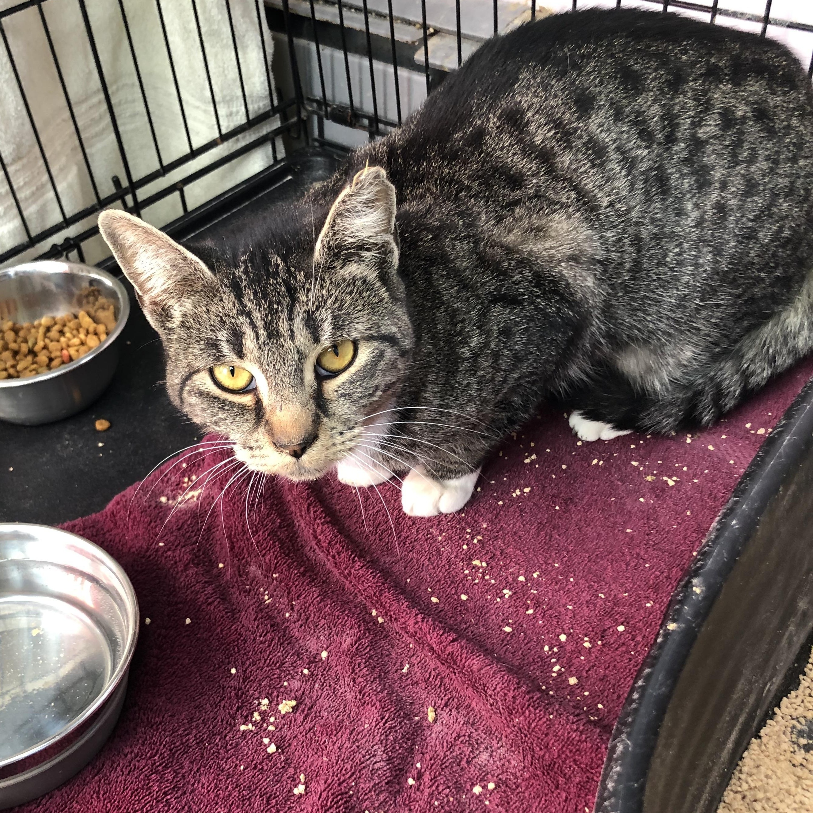 Teacher's Pet, a Adoptable Domestic Short Hair in Salisbury, MA image 5/5