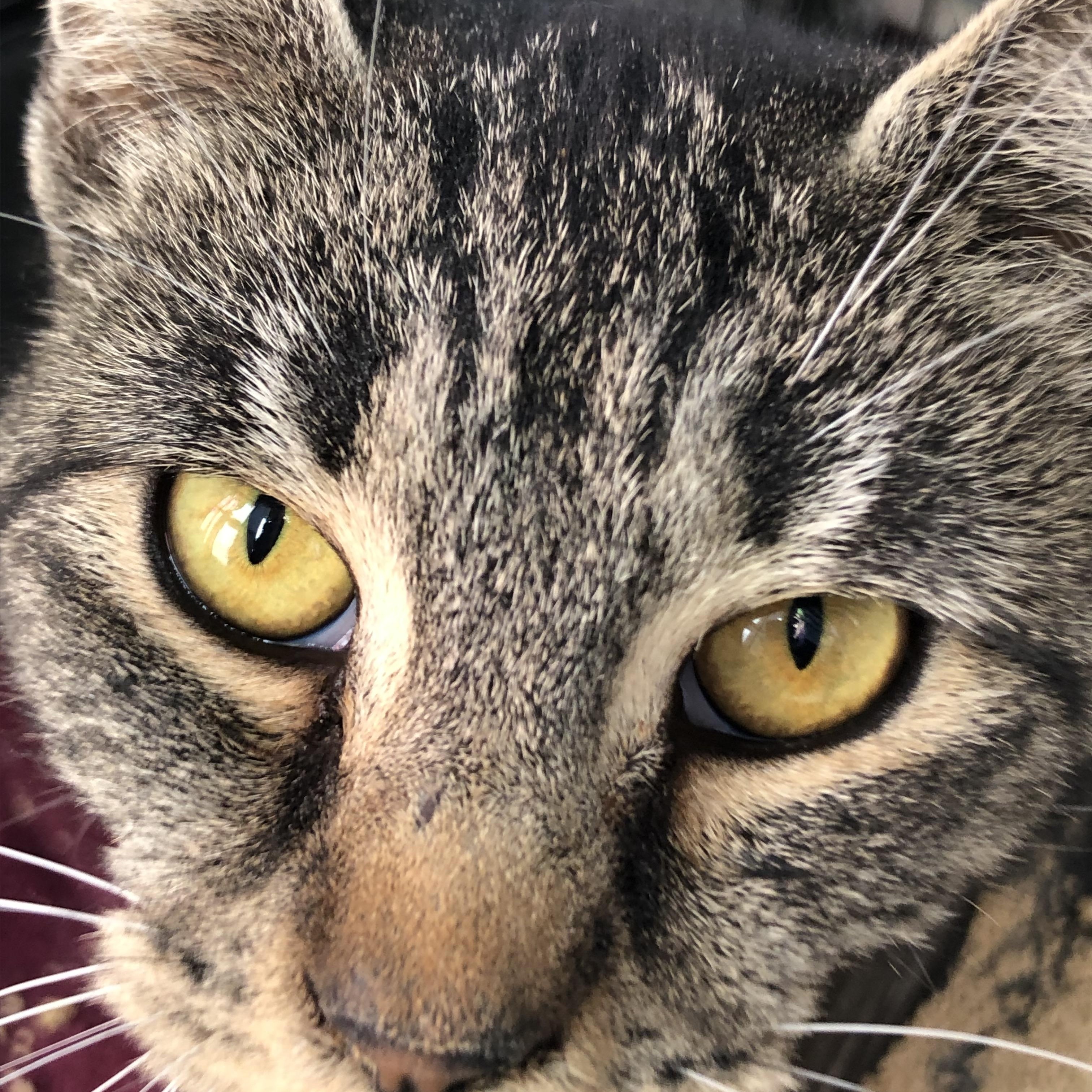 Teacher's Pet, a Adoptable Domestic Short Hair in Salisbury, MA image 4/5