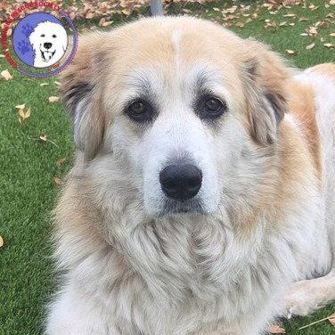 Uma, adopted, Adult Female Great Pyrenees.