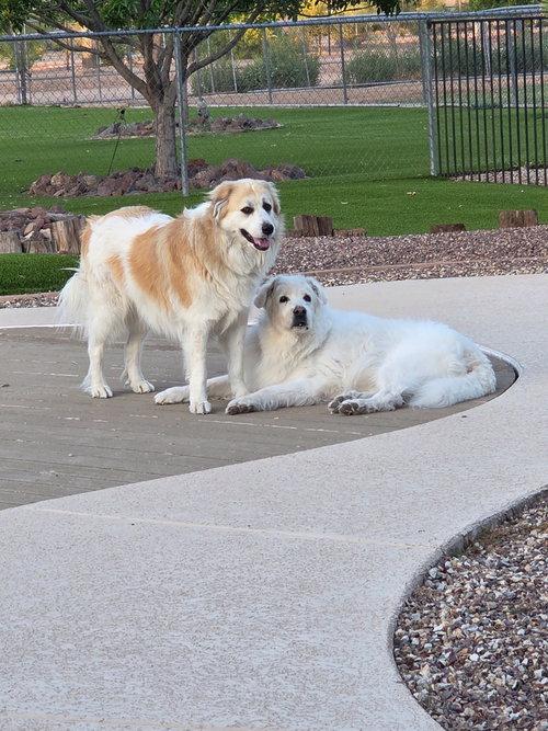 Enlarge Uma, an adopted Great Pyrenees in Spring, TX image 2/6