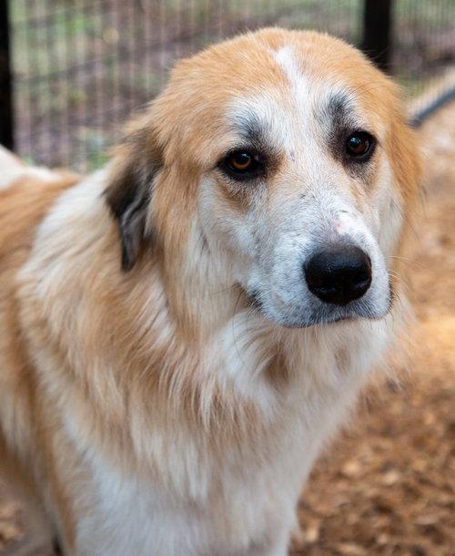 Enlarge Uma, an adopted Great Pyrenees in Spring, TX image 5/6
