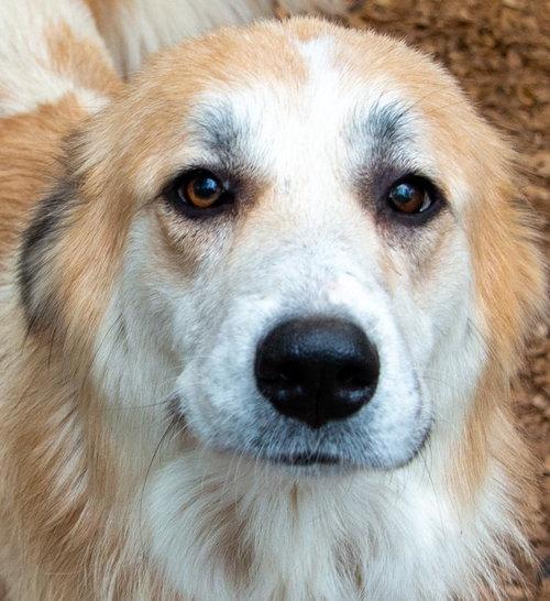 Enlarge Uma, an adopted Great Pyrenees in Spring, TX image 4/6